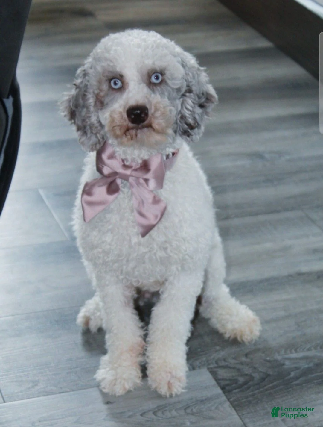 Miniature Poodle dogs for sale: Arlo - Ad 4