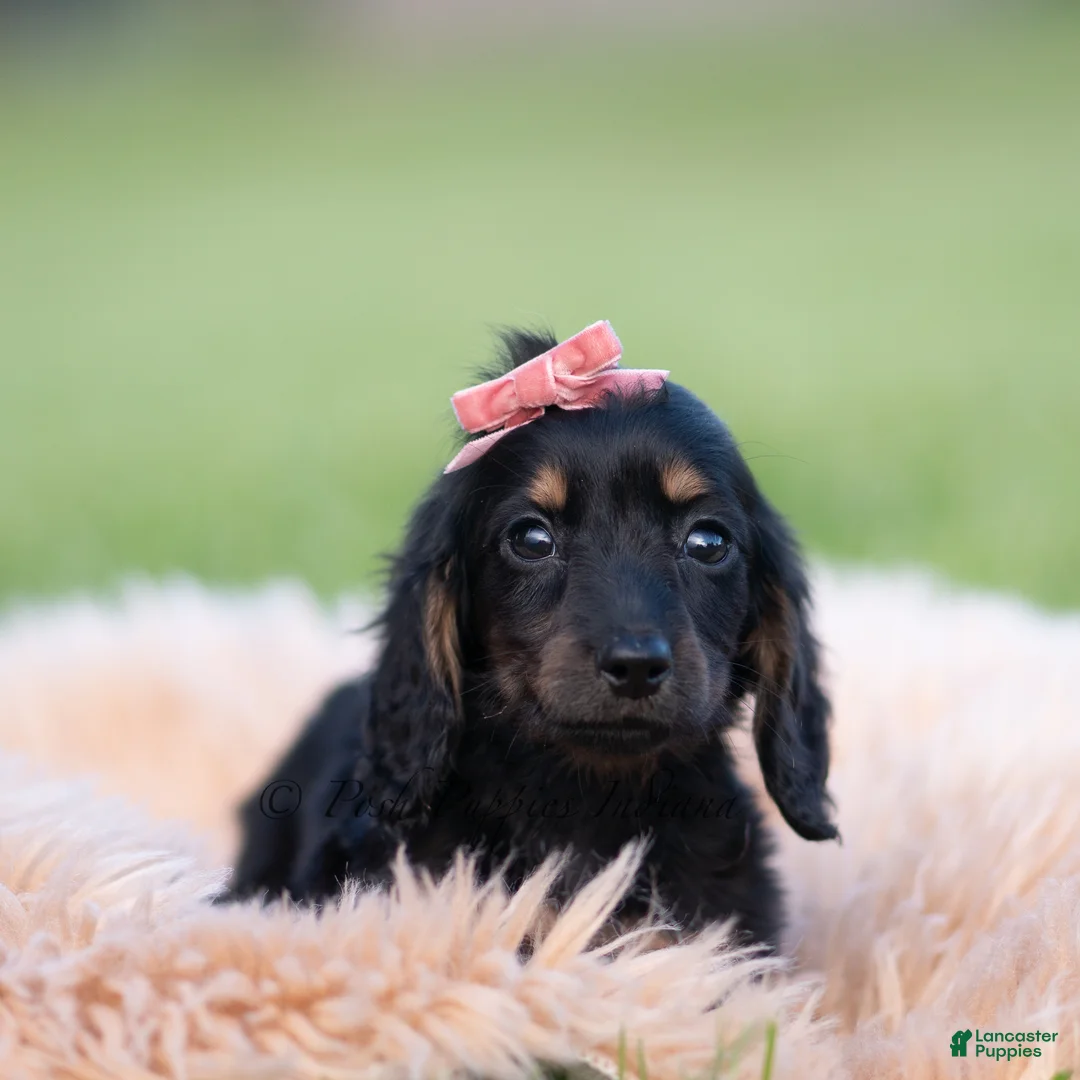Miniature Dachshund dogs for sale: Tootsie AKC - Ad 1