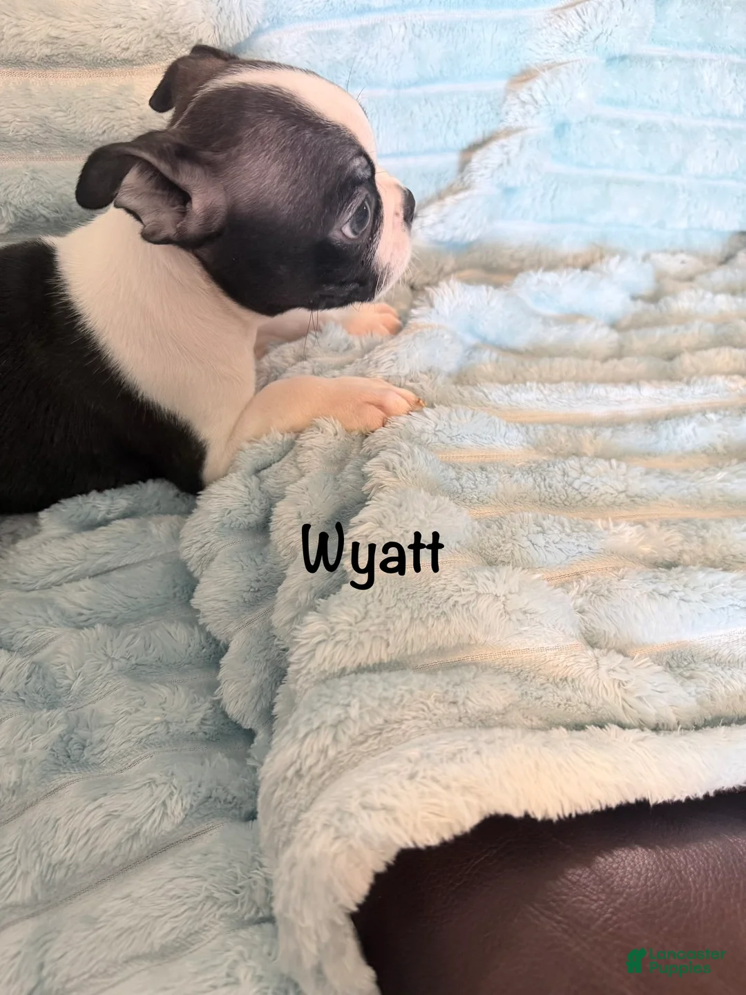 Boston Terrier dogs for sale: Wyatt - Ad 8