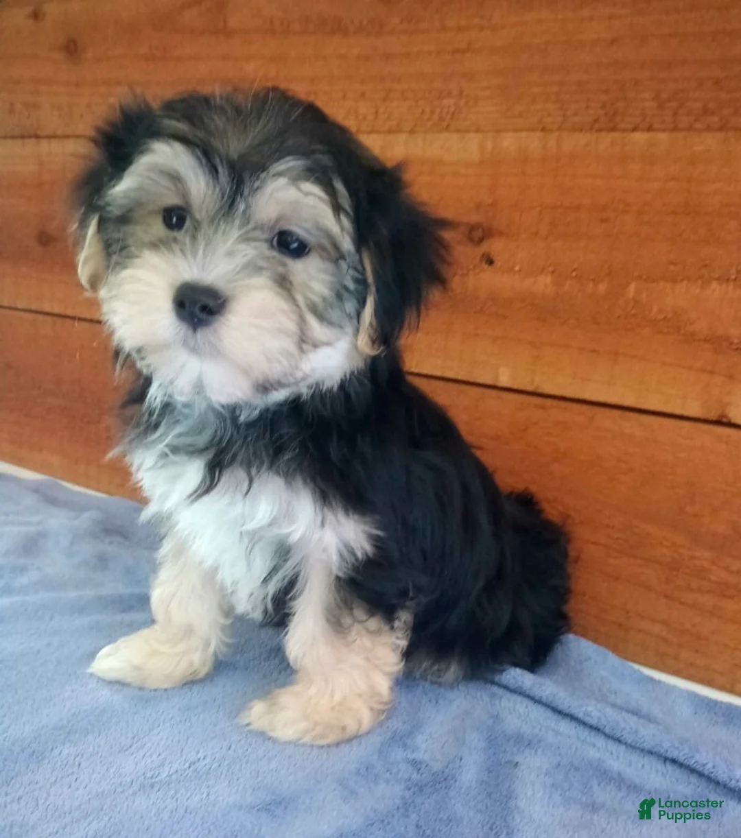 Morkie dogs for sale: Ozzy - Ad 1