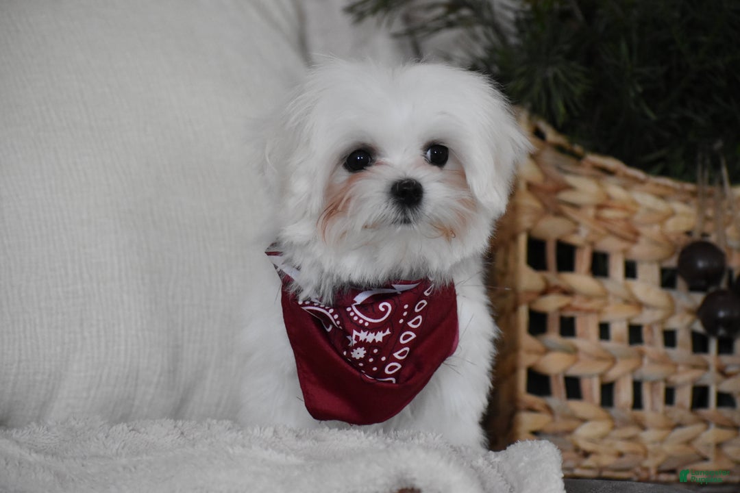 Maltese dogs for sale: Toby - Ad 12