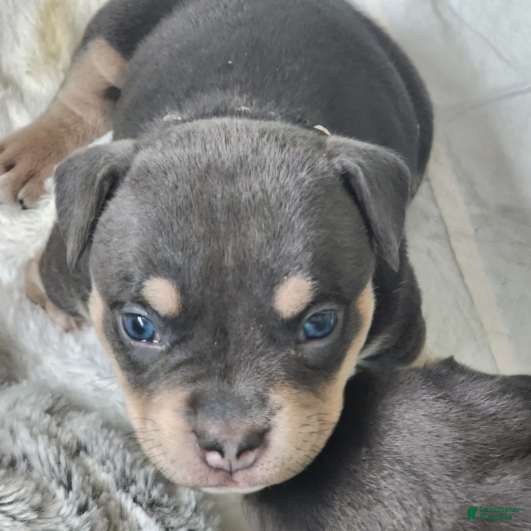 American Bulldog dogs for sale:  Puppy 1 Tan - Ad 1