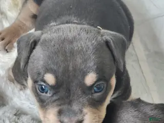 American Bulldog dogs Puppy 1 Tan - Ad 9