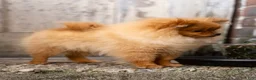 Pomeranian dogs for sale: Ana Nova - Ad 7