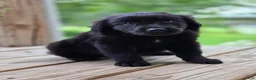 Labrador Retriever dogs for sale: Labrador Retriever Puppy 1 - Ad 1