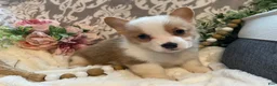 Welsh Corgi Pembroke dogs for sale: Scout - Ad 8