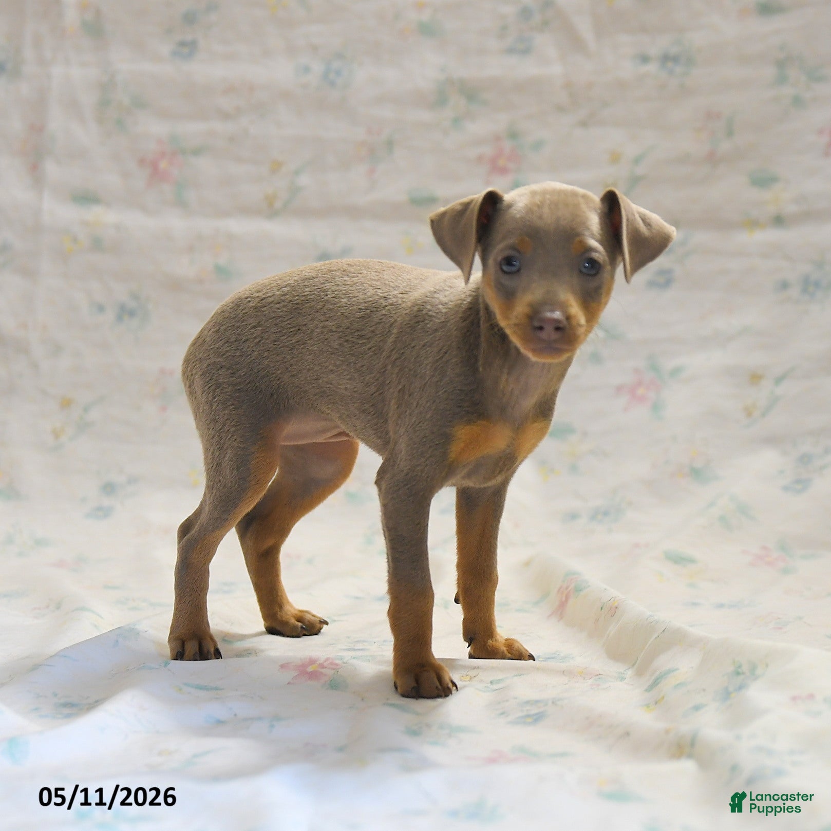 Miniature Pinscher dogs Duchess - Ad 2