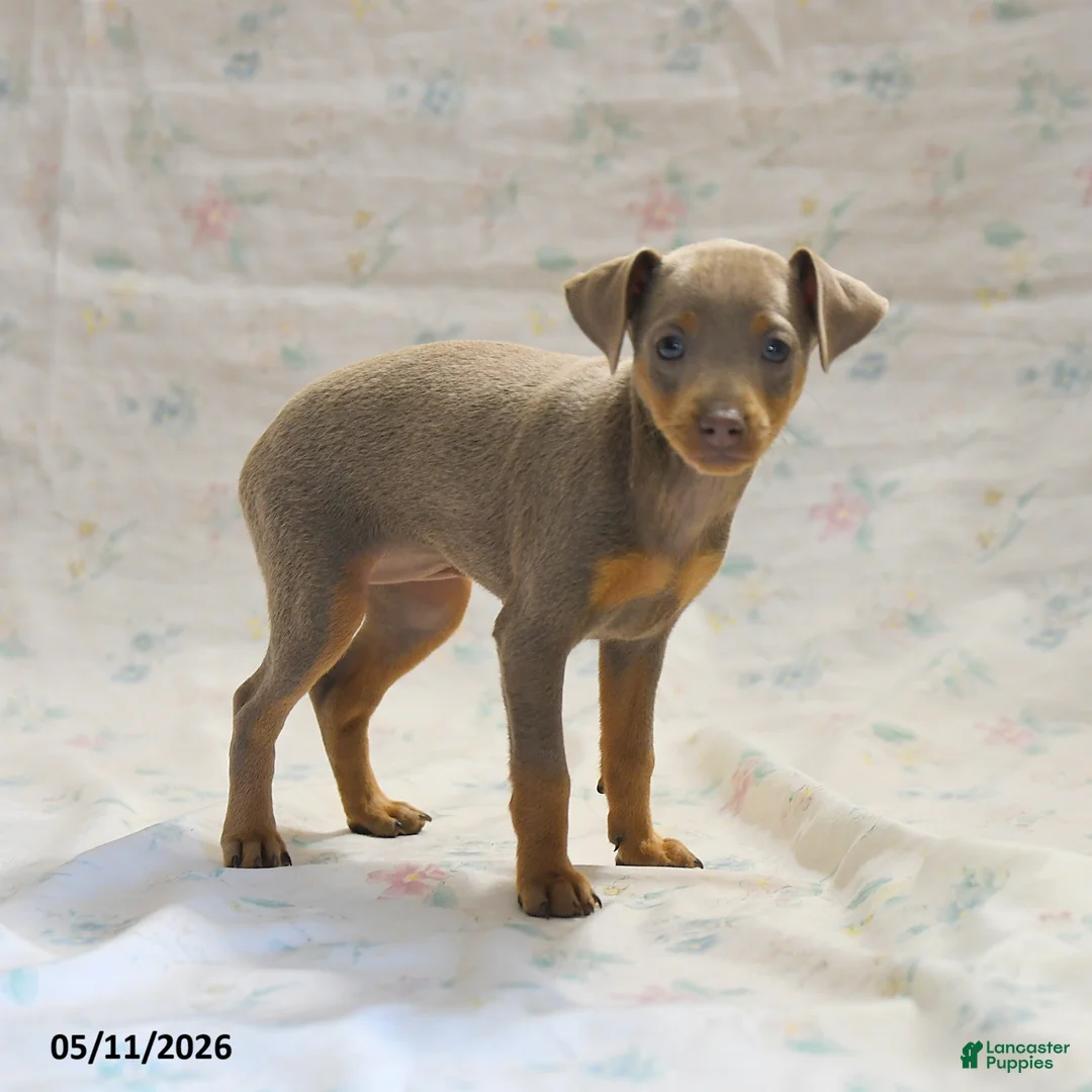 Miniature Pinscher dogs for sale: Duchess - Ad 2