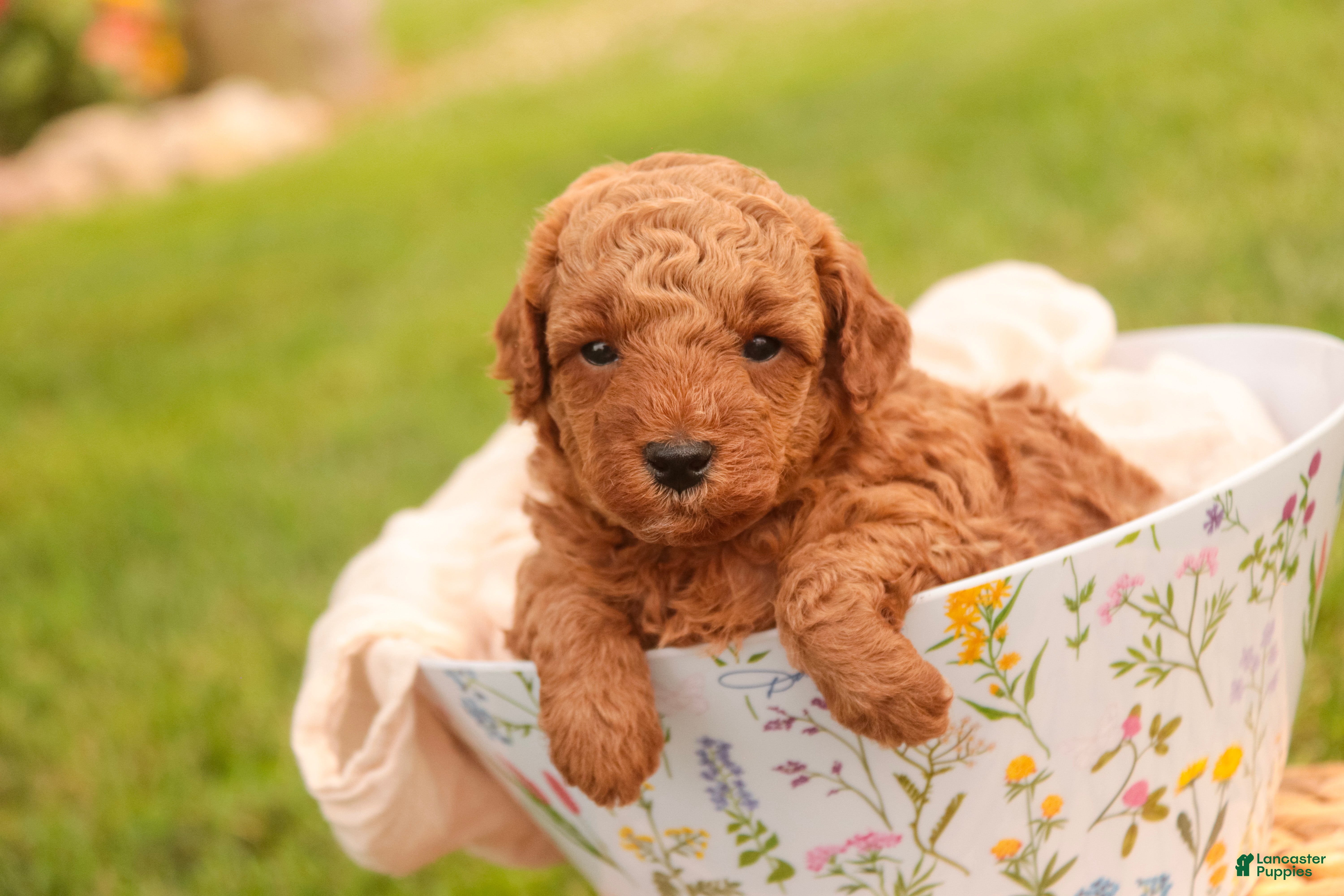 Miniature Poodle dogs Flora Miniature Poodle  - Ad 1