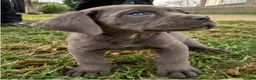 Cane Corso dogs for sale: Cane Corso 1 - Ad 2