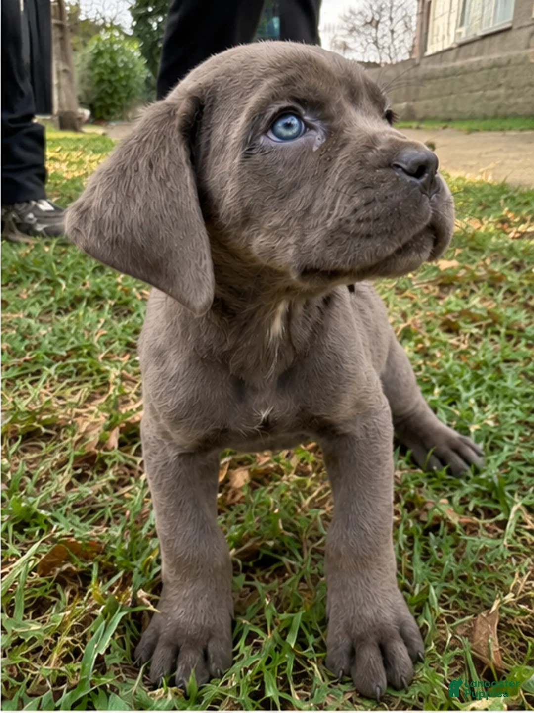 Cane Corso dogs for sale: Cane Corso 1 - Ad 2