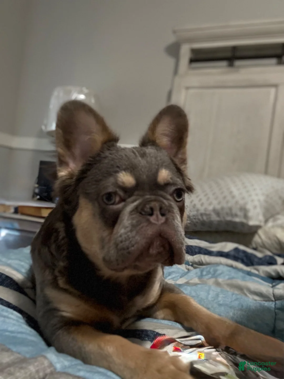 French Bulldog dogs for sale: French Bulldog 2 - Ad 9
