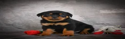 Rottweiler dogs for sale: Lane - Ad 3