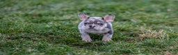 French Bulldog dogs for sale: Fern - Ad 16