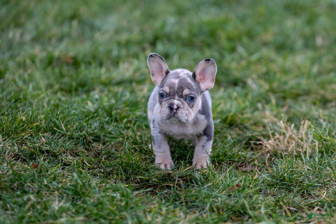 French Bulldog dogs for sale: Fern - Ad 16