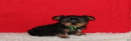 Yorkshire Terrier dogs for sale: Dustin - Ad 4