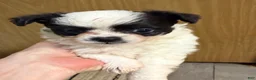 Chihuahua dogs for sale: AKC Snoopy, Black on white extra long coat boy  - Ad 4