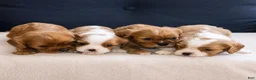 Cavalier King Charles Spaniel dogs for sale: Chuck - Ad 5