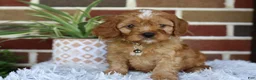 Cavapoo dogs for sale: Oakley  - Ad 6