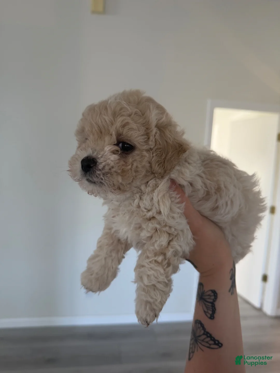 Toy Poodle dogs for sale: Bear - Ad 2