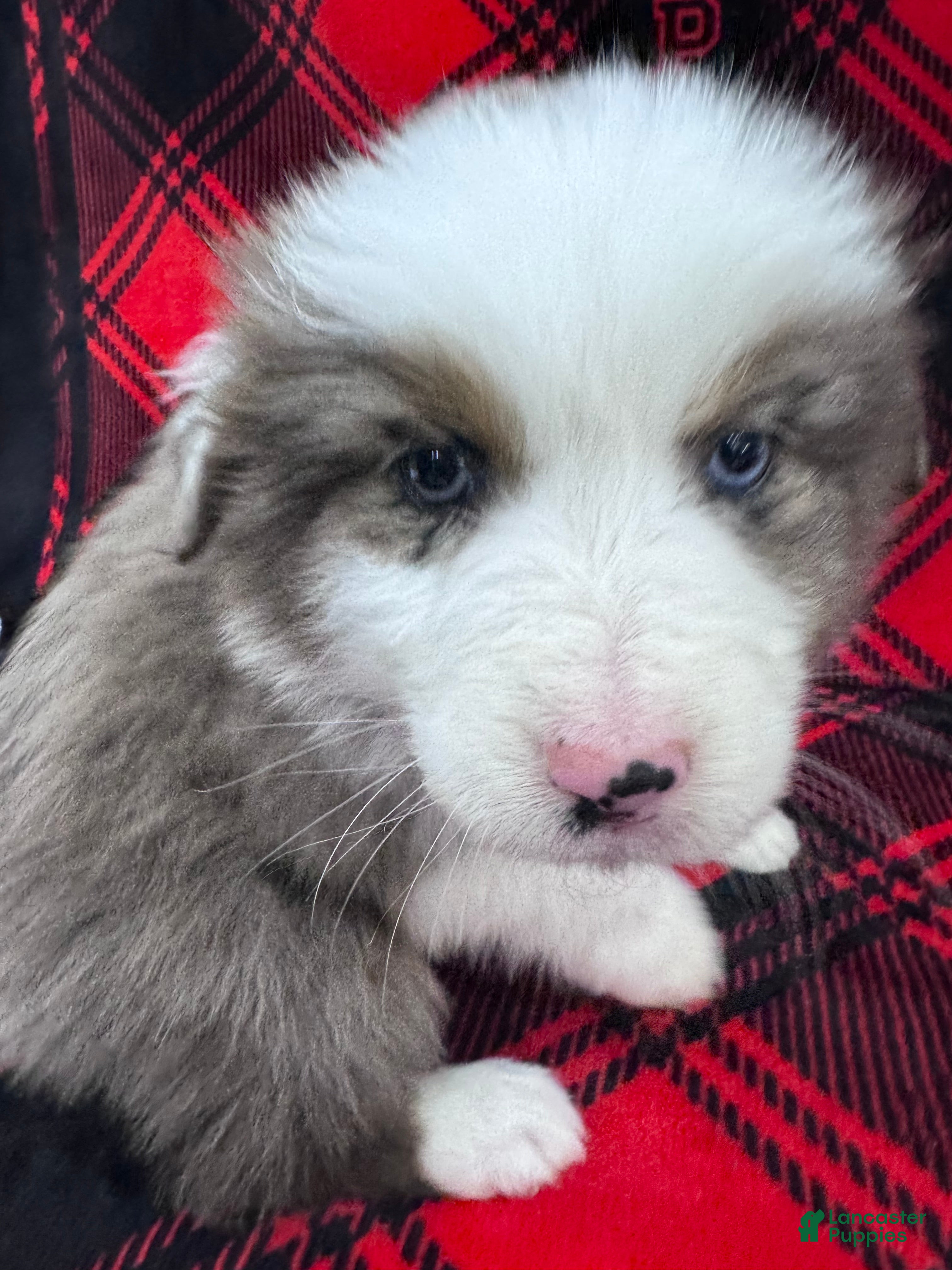 Australian Shepherd dogs Australian Shepherd Puppy - Tan Collar - Ad 2