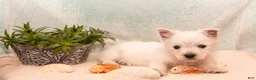 West Highland Terrier dogs for sale: SeaShell - Ad 3