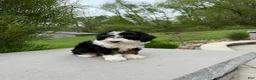 Miniature Poodle dogs for sale: Lihah - Ad 4