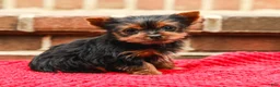 Yorkshire Terrier dogs for sale: Pinky (Extra Small) - Ad 2