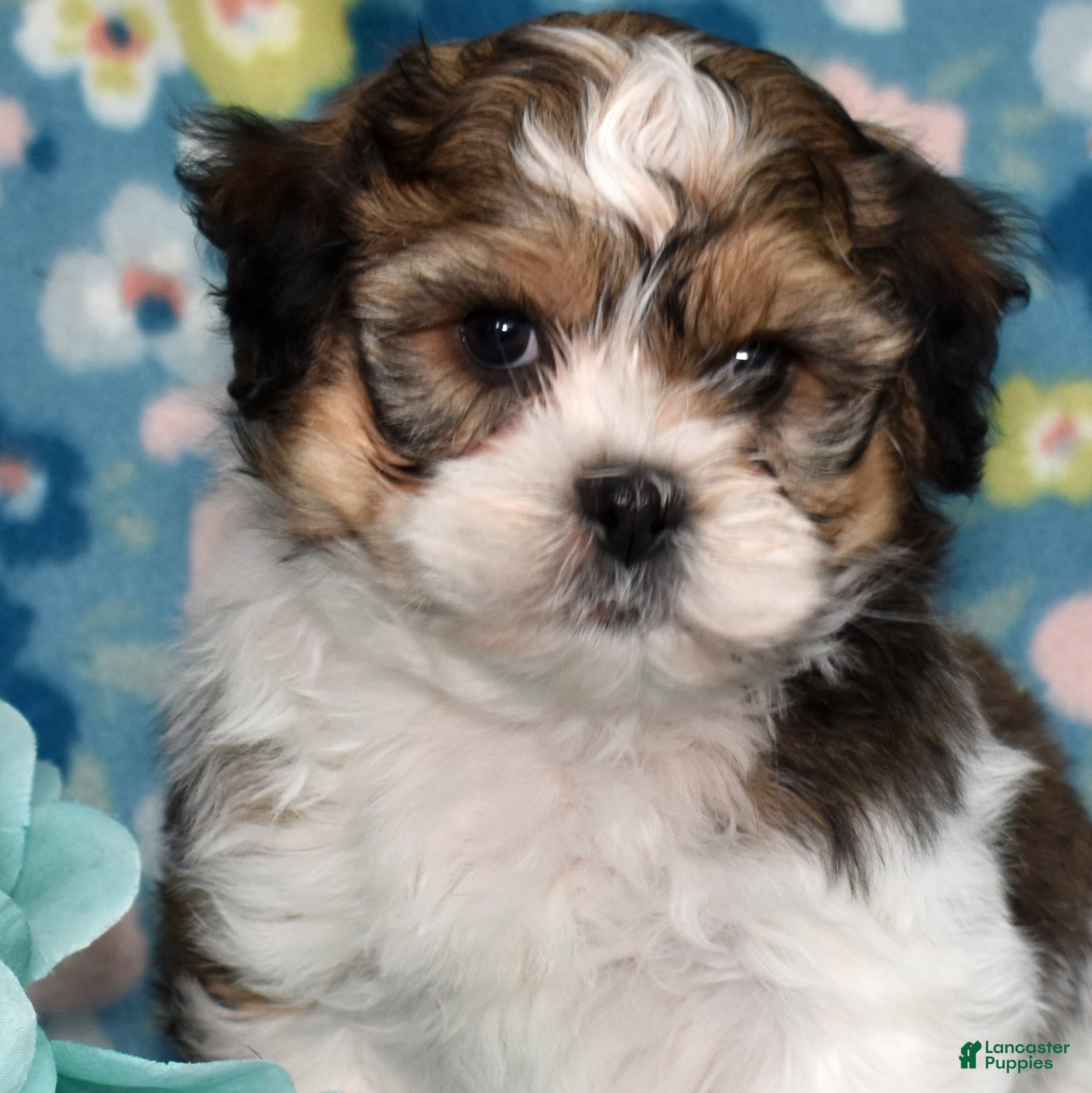 Teddy Bear dogs Frostie - Ad 1