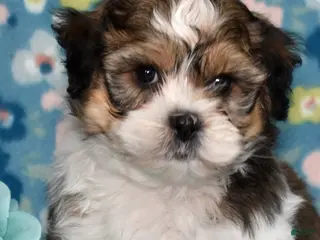 Teddy Bear dogs for sale: Frostie - Ad 1