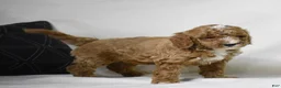 Miniature Poodle dogs for sale: El Paso - Ad 3