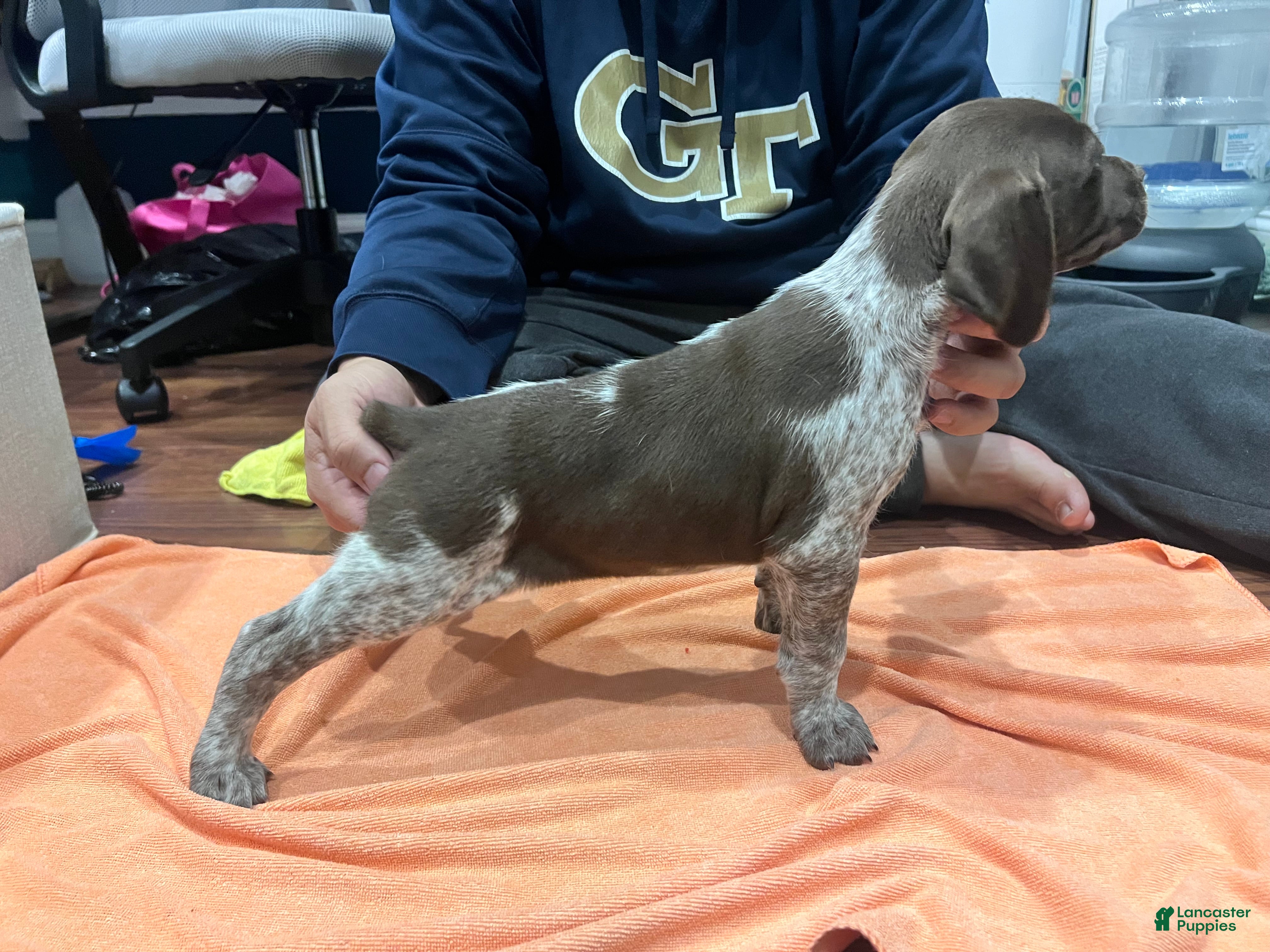 Mixed Breed dogs Mixed Breed Puppy 2 - Ad 39