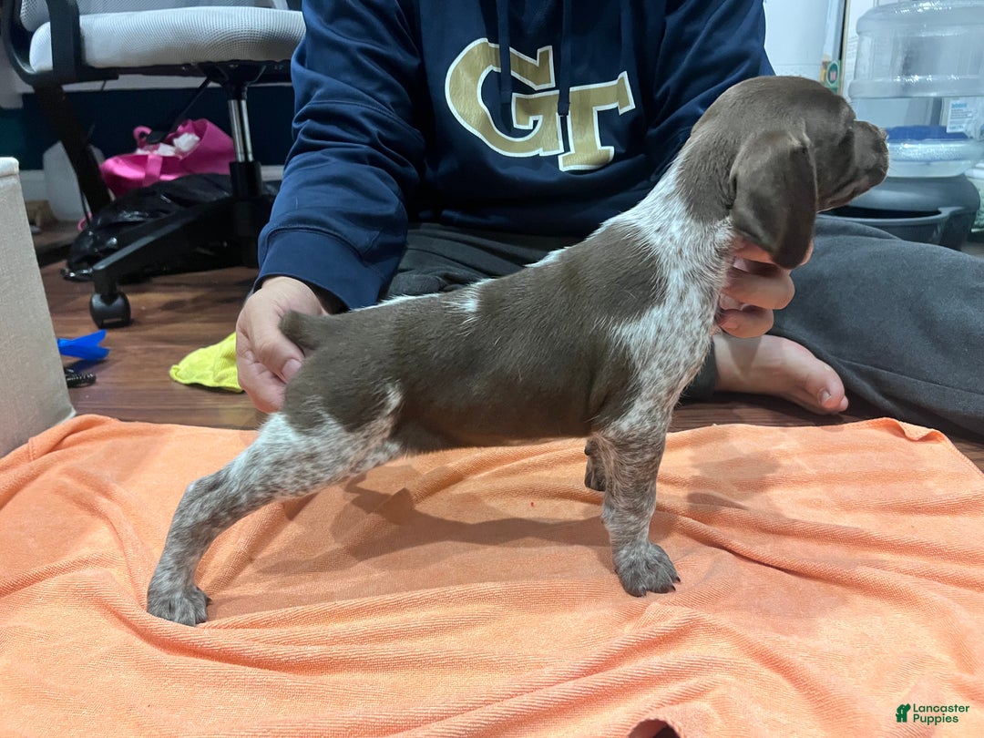 Mixed Breed dogs for sale: Mixed Breed Puppy 2 - Ad 1