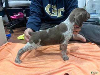 Mixed Breed dogs Mixed Breed Puppy 2 - Ad 39