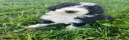 Sheepadoodle dogs for sale: Sheepadoodle 1 - Ad 4