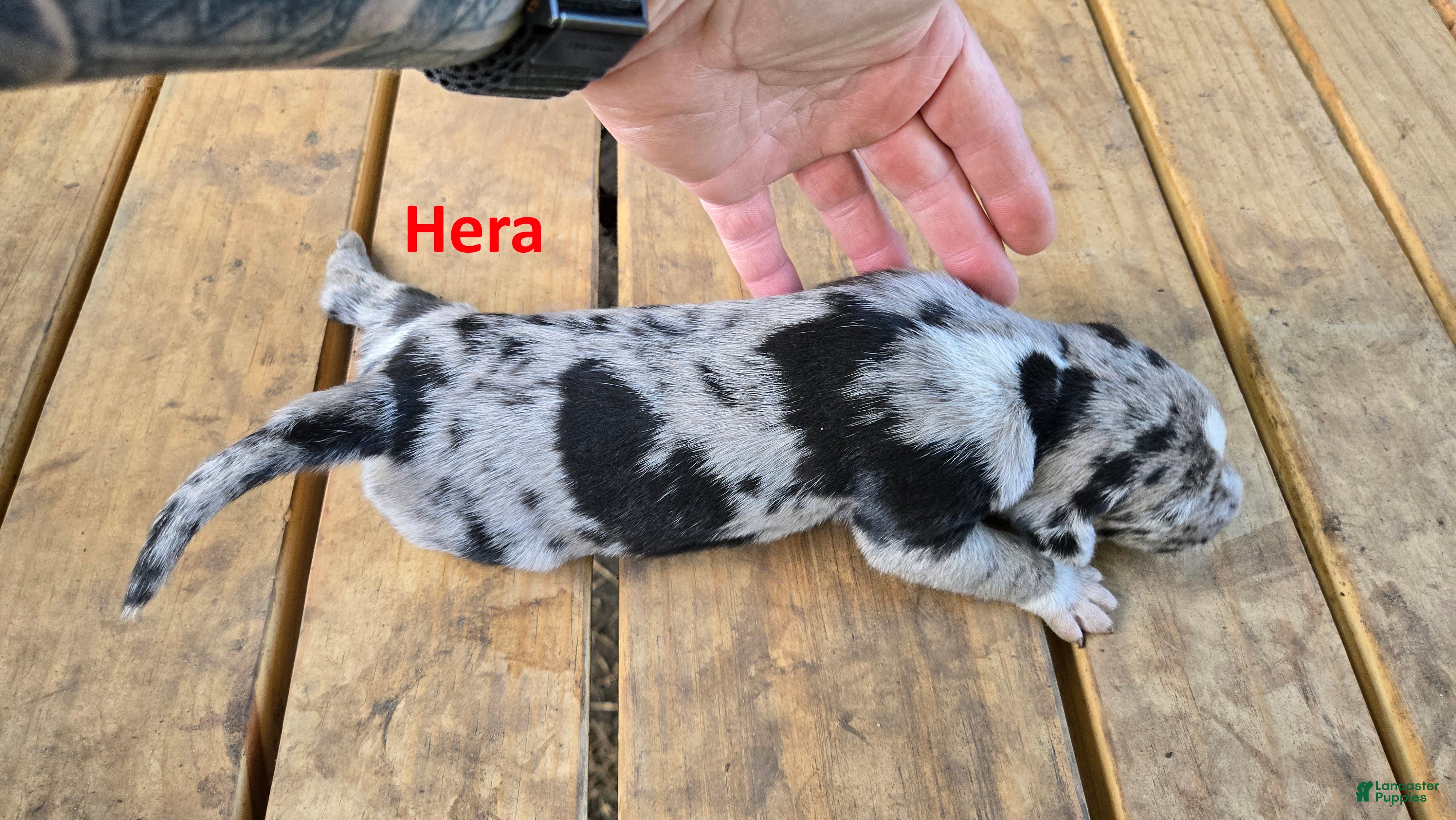 Catahoula Leopard Dog dogs Hera - Female (blue merle)  - Ad 2