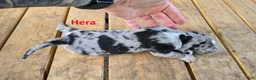 Catahoula Leopard Dog dogs for sale: Hera - Female (blue merle)  - Ad 2