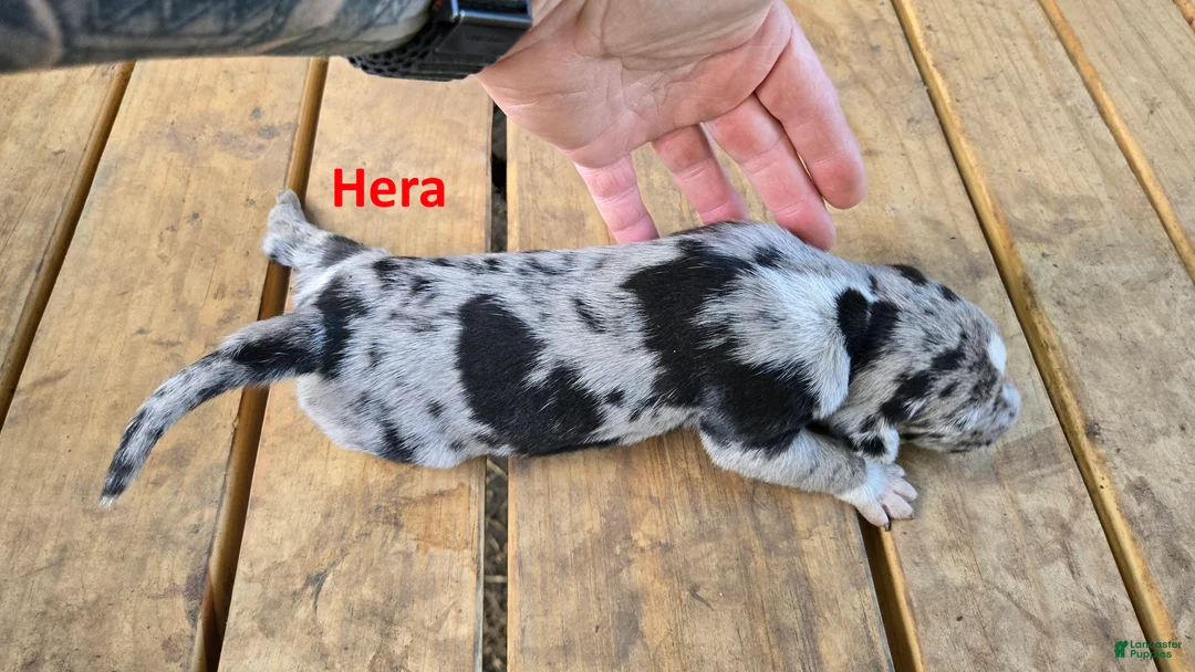 Catahoula Leopard Dog dogs for sale: Hera - Female (blue merle)  - Ad 2