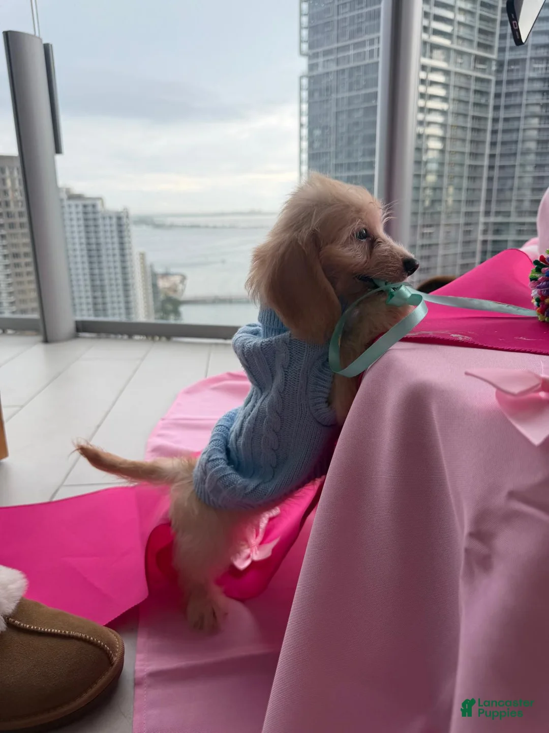 Miniature Dachshund dogs for sale: Miniature Dachshund 1 - Ad 2