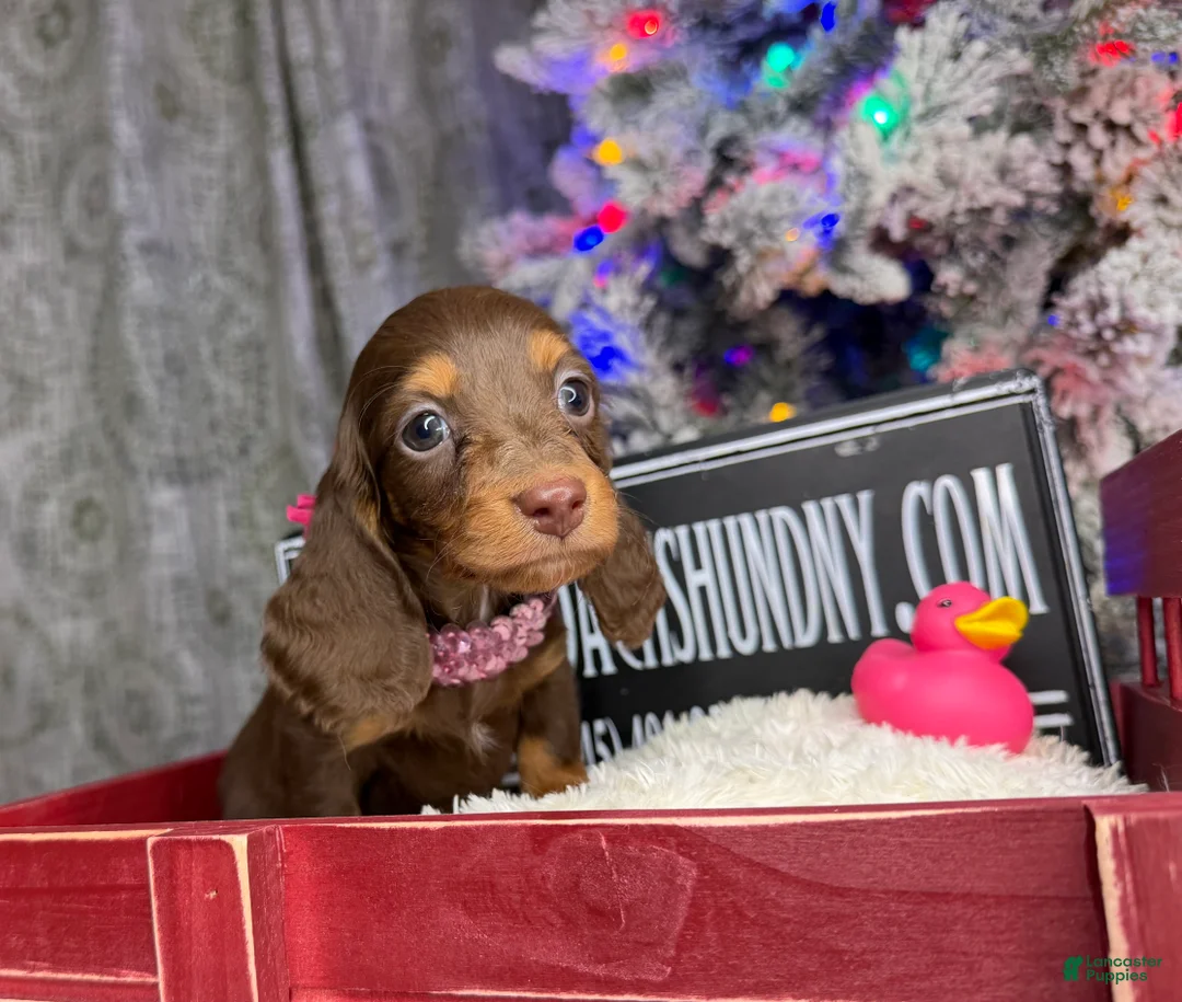 Miniature Dachshund dogs for sale: Ready 12/24/25 - Ad 24