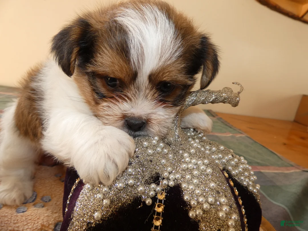 Shorkie dogs for sale: Shorkie 1 Saylor - Ad 1