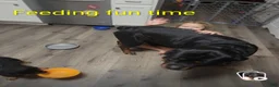 Rottweiler dogs for sale: Rottweiler- Male Grey - Ad 3