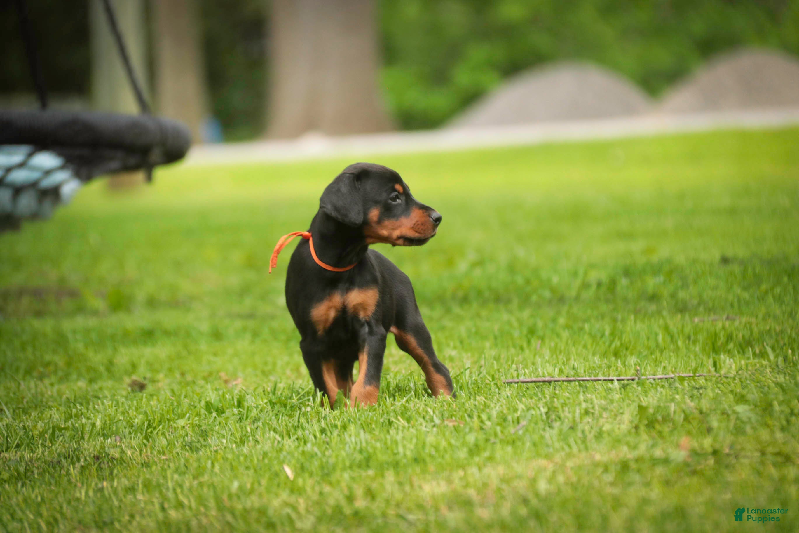 Doberman Pinscher dogs for sale: Isadora - Ad 8