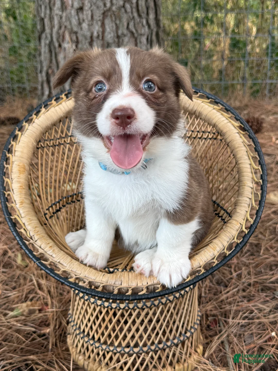 Mixed Breed dogs for sale: Teal collar  - Ad 2