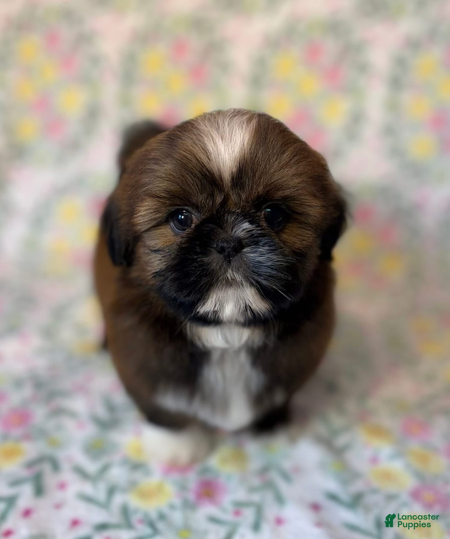 Shih Tzu dogs Mork - Ad 11