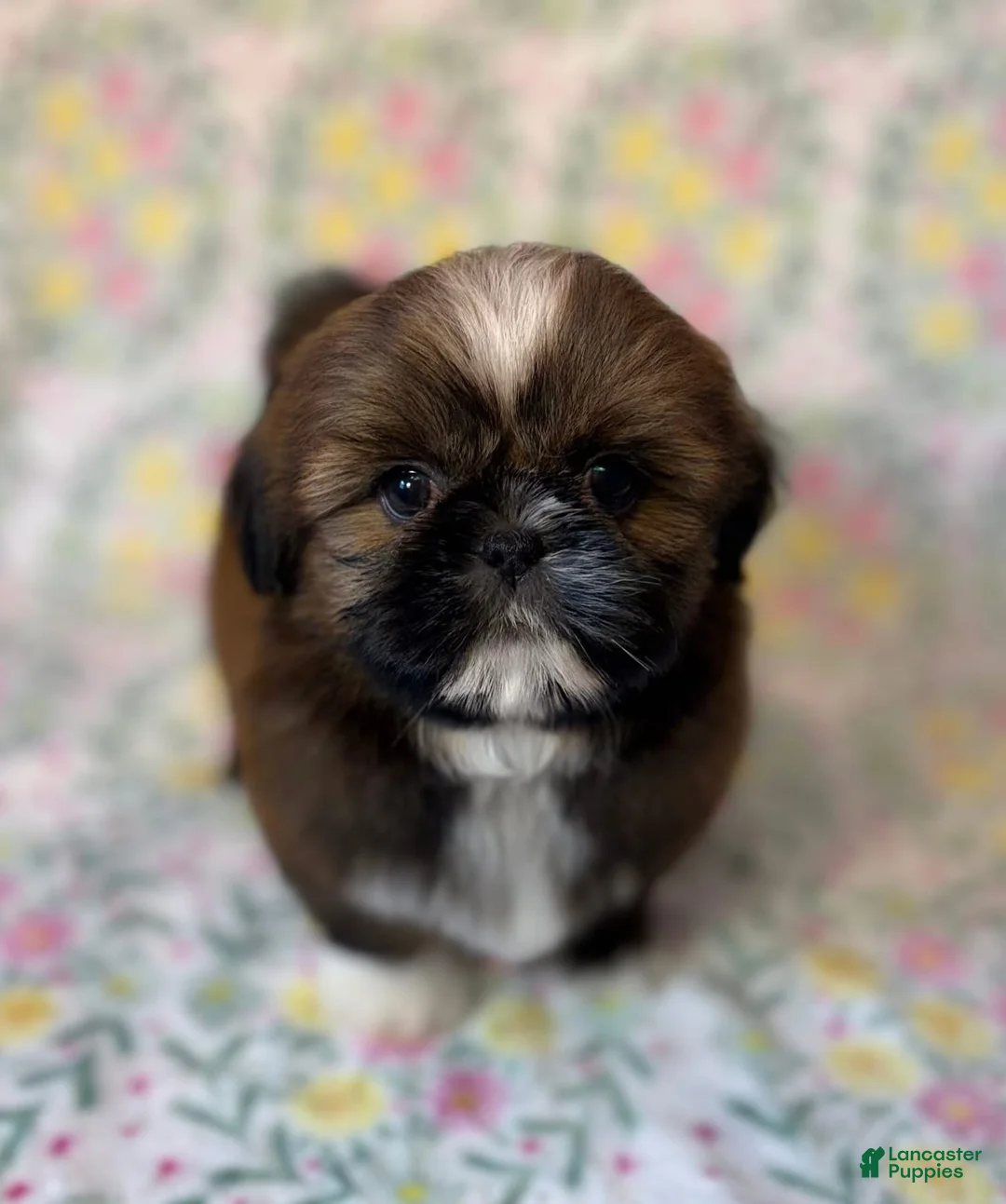 Shih Tzu dogs for sale: Mork - Ad 1