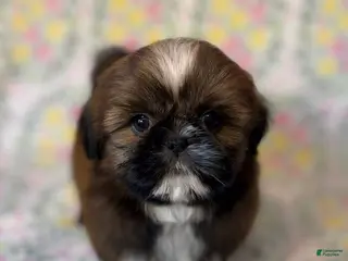 Shih Tzu dogs Mork - Ad 11