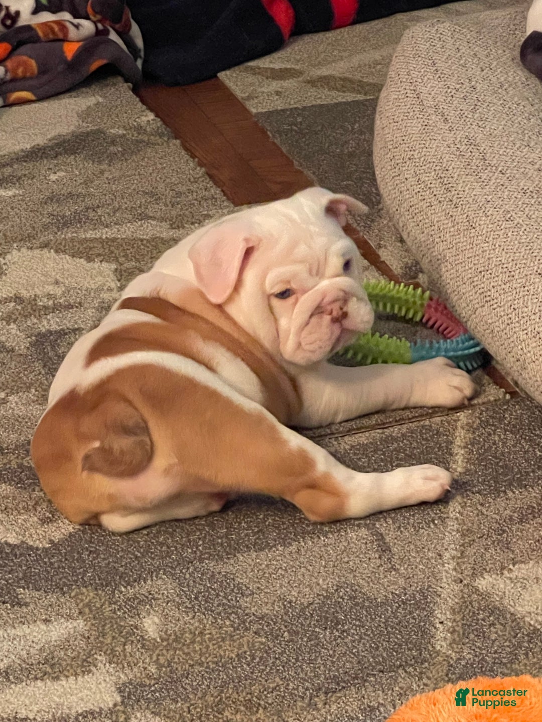 English Bulldog dogs for sale: English Bulldog Puppy 5 - Ad 37