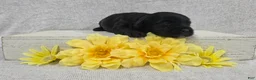 Shihpoo dogs for sale: Buddy - Ad 4