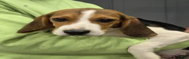Buddy 